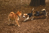 shiba & beagle playing caniparc levallois