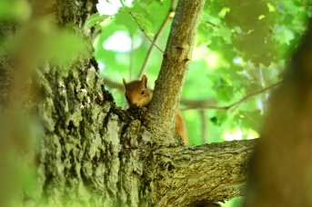 un écureuil surveille Jaeger du haut de sa branche