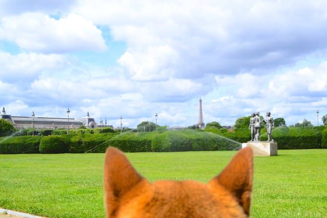 Tuileries park from a dog perspective near le Louvre